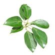 Camphor Oil